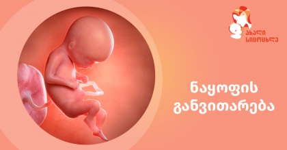 ორსულობის მე–5 კვირის ბოლოდან ჩანასახის გული იწყებს ფეთქვას, ორსულობის 26–ე კვირიდან ნაყოფი სწავლობს თვალების გახელას – როგორ იზრდება პატარა 9 თვის განმავლობაში?